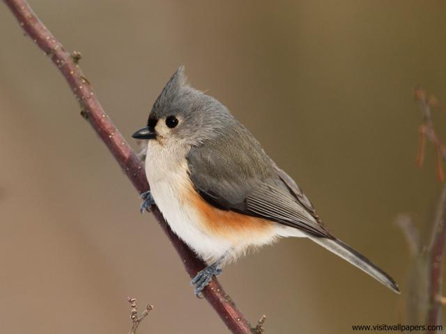 Birds_175