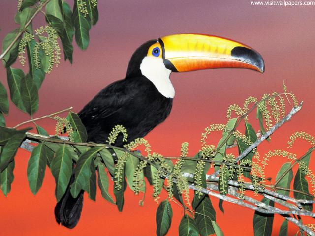 Birds_176