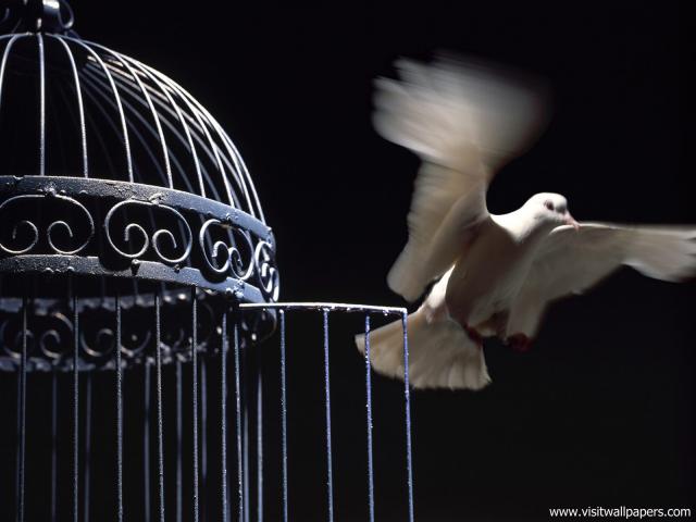 Birds_178