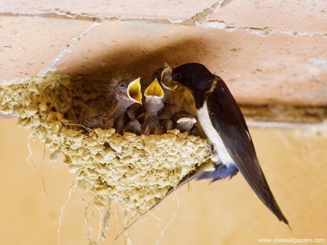 Birds_181