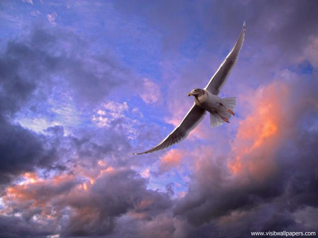 Birds_184