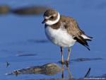 Birds_189