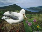 Birds_193