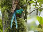 Birds_195