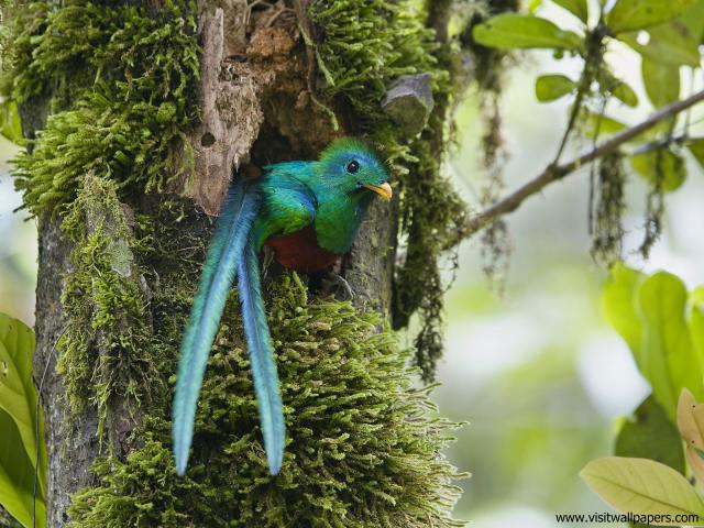 Birds_195