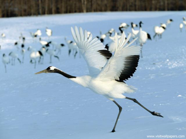 Birds_196