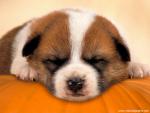 Pumpkin_Dreams