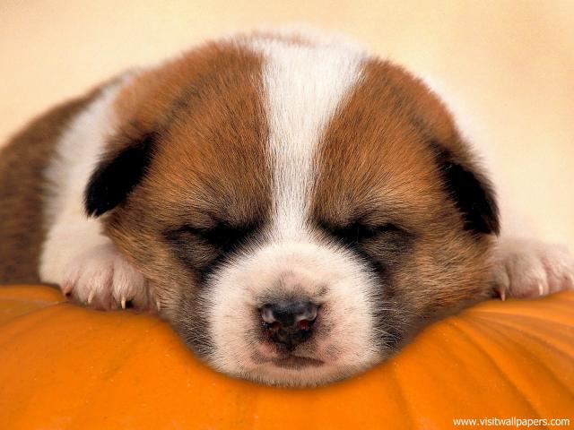 Pumpkin_Dreams