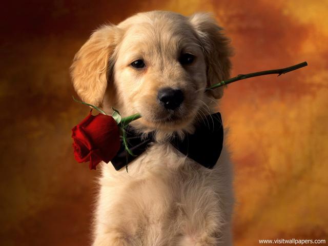 Puppy_Love_01
