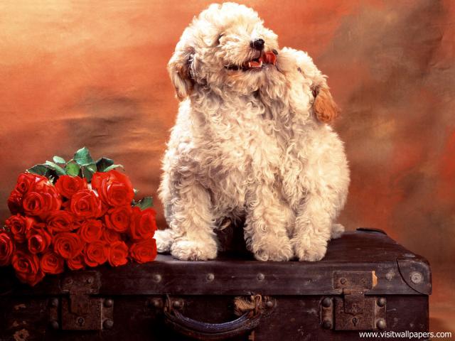 Puppy_Love_02