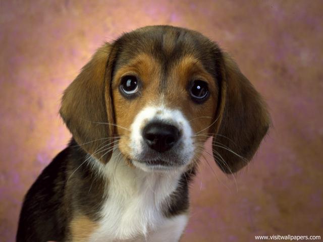 Puppy_Eyes_Beagle