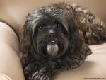 dog_470