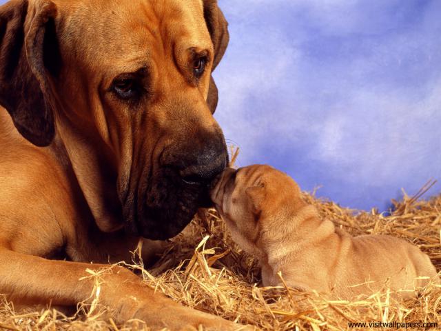 Pooch_Smooch