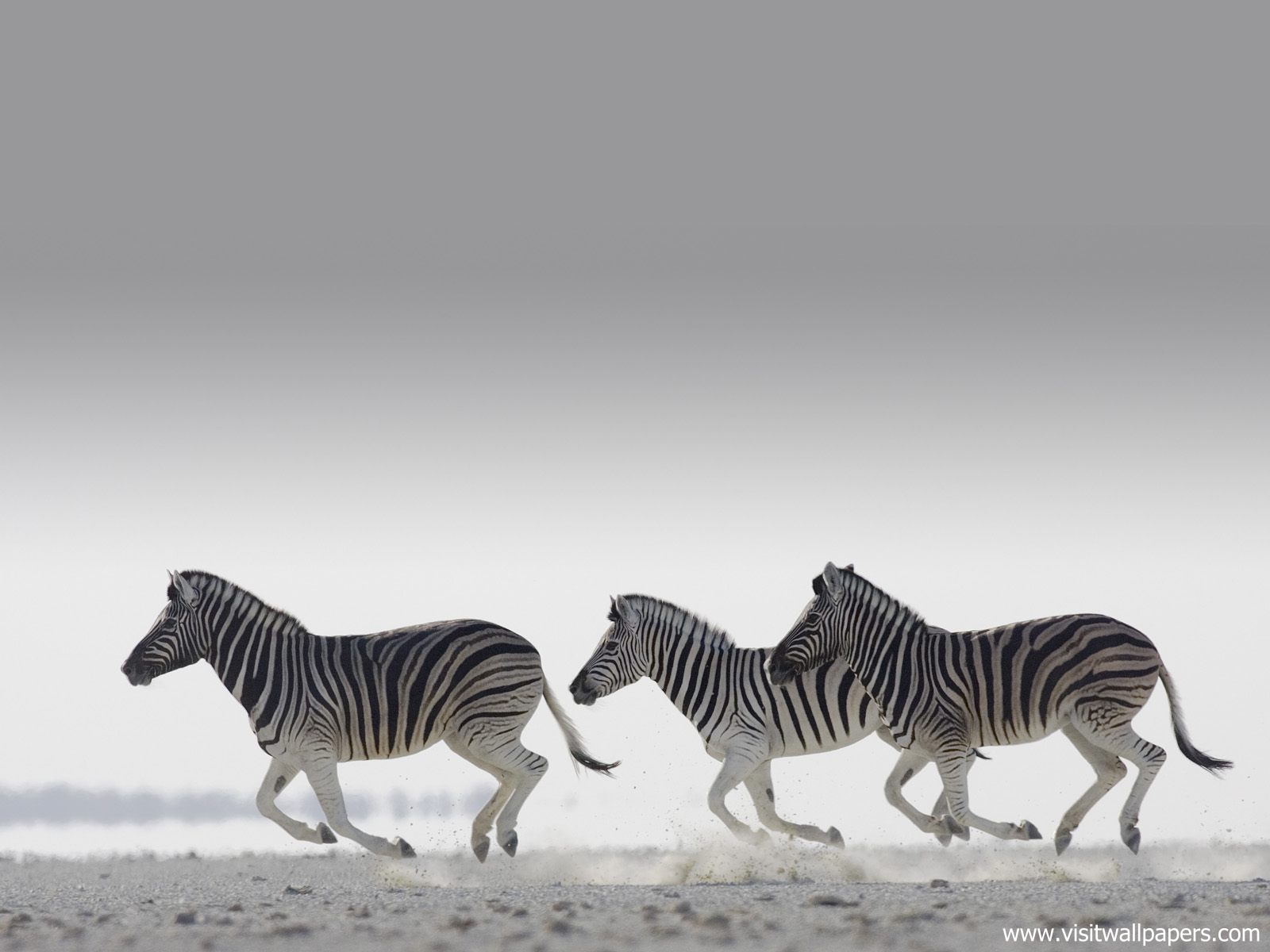 Animals_440