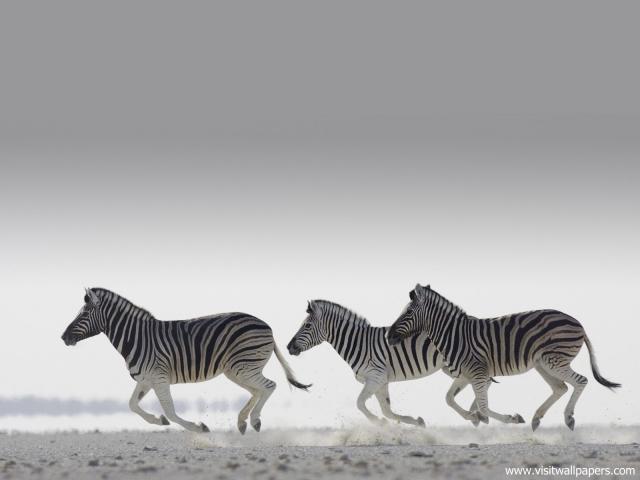 Animals_440