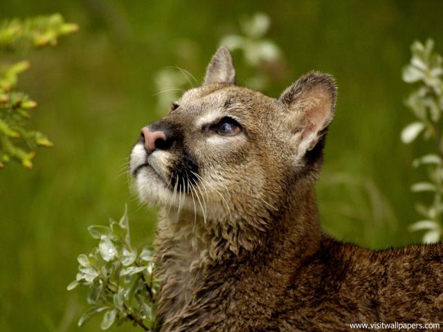 Cougar_02