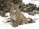 Winter_Snow_Bobcat