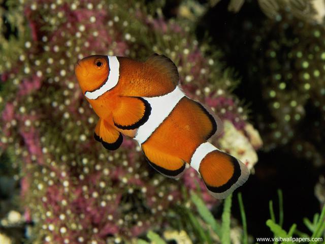 ocean-life-547