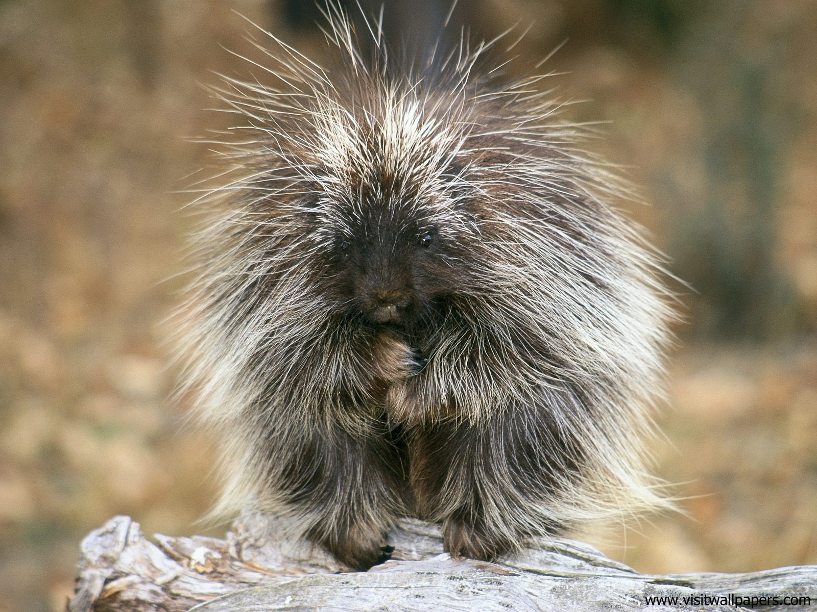 Porcupine_01