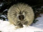 Porcupine_02