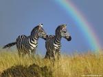 Animals_443