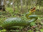 Animals_444