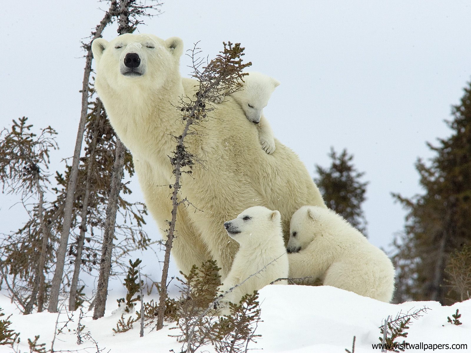 Animals_449