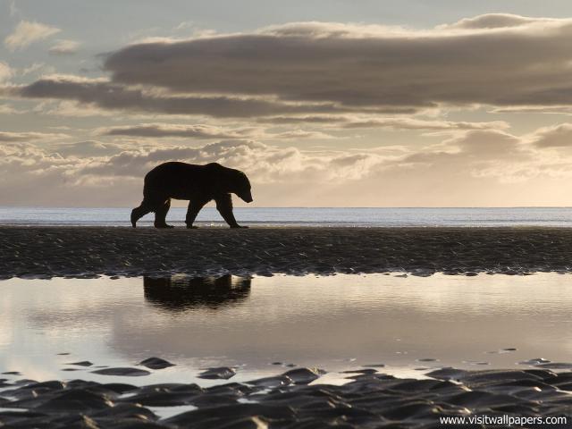 Animals_451