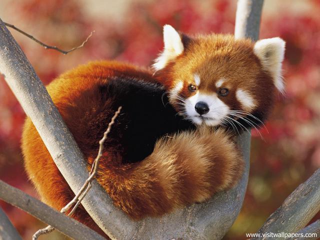 Animals_452