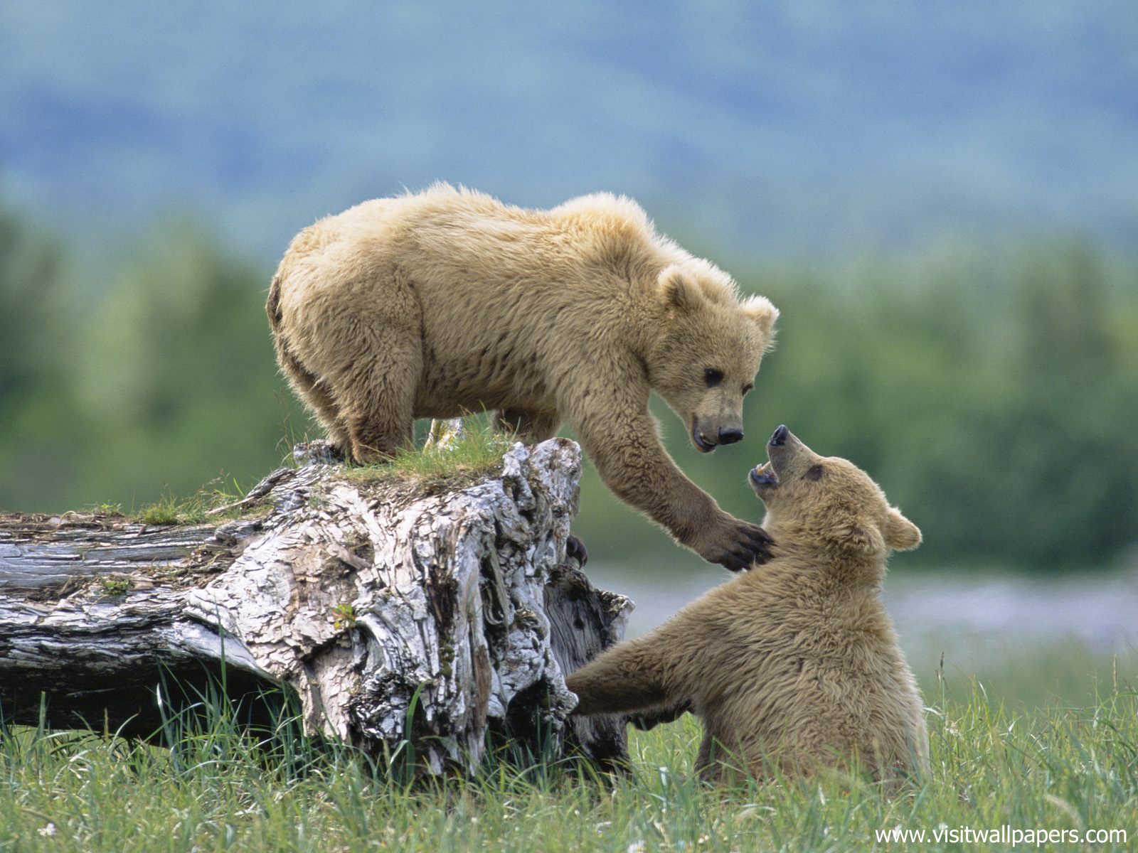 Animals_454
