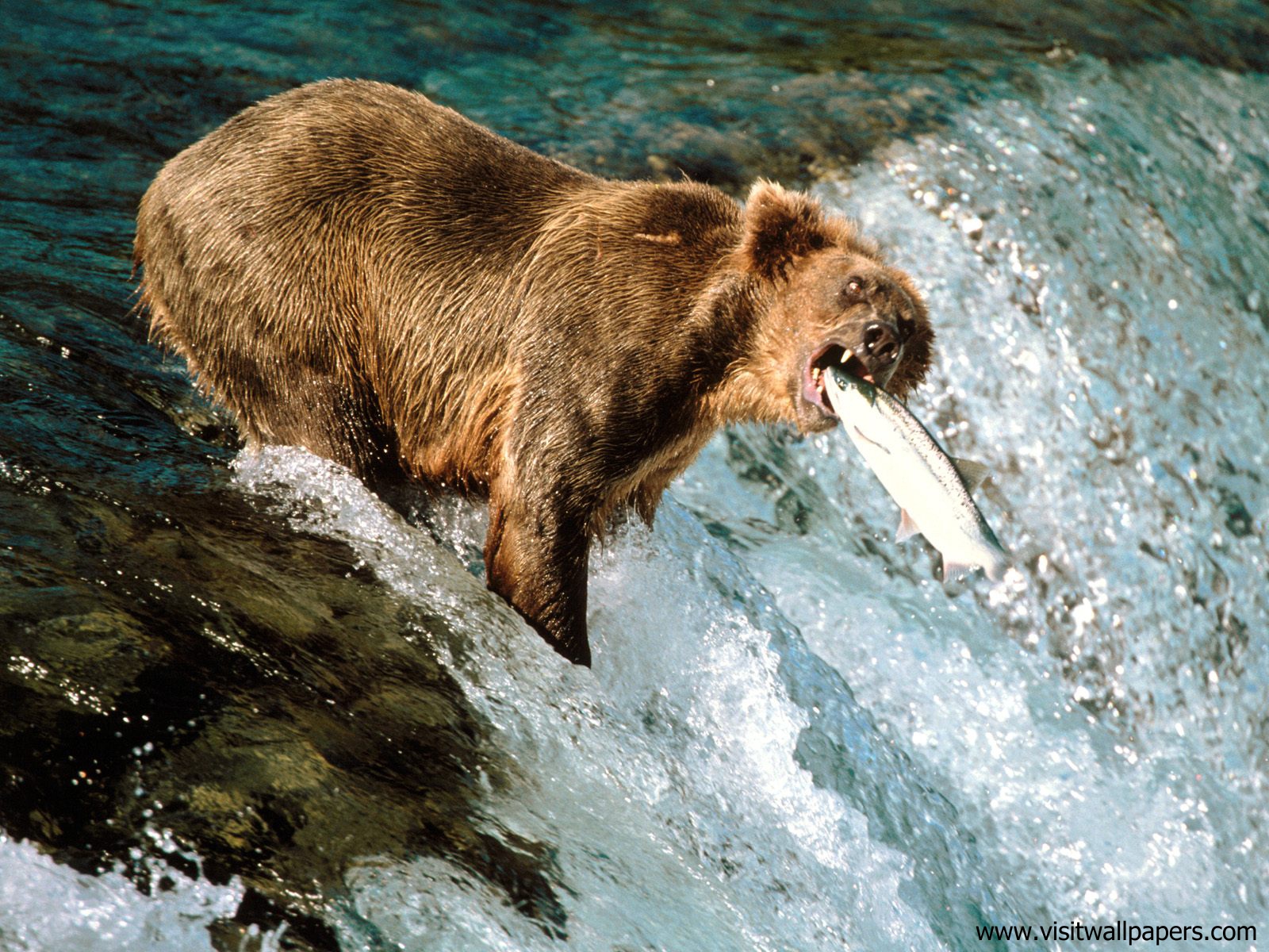 Animals_455