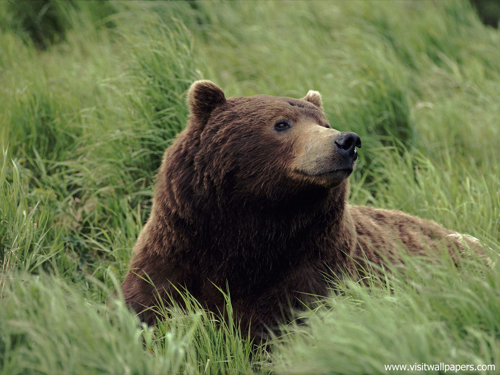 Animals_456