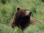 Animals_456