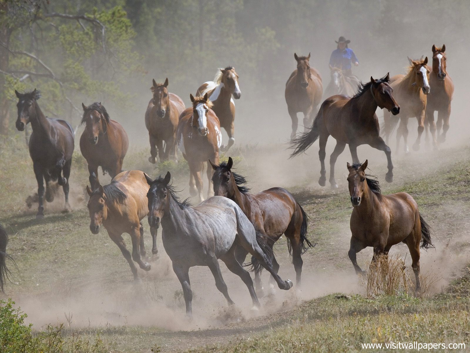 Animals_459