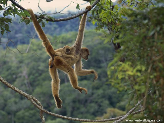 Animals_465