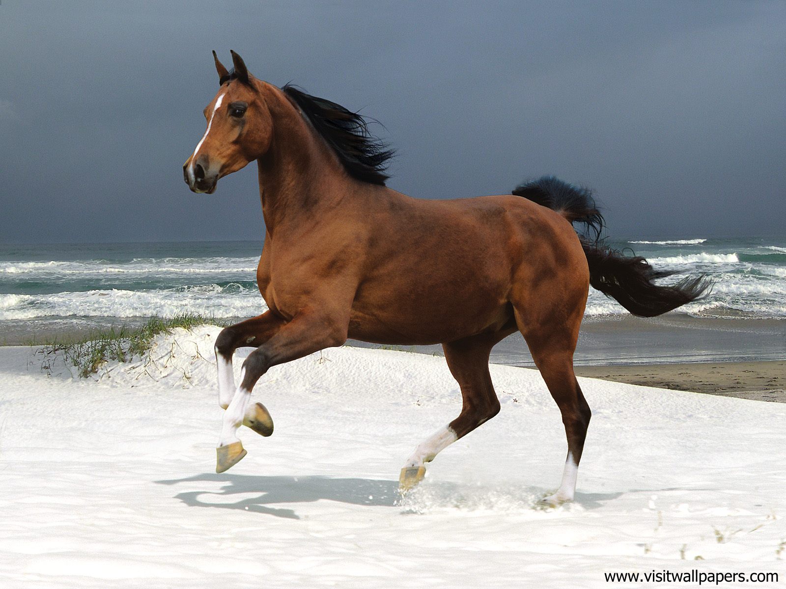 Animals_466