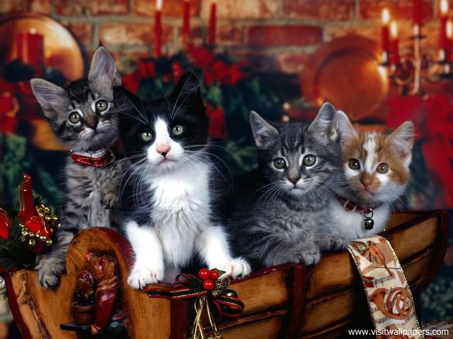 cat_262