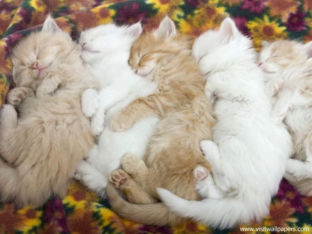 cat_263