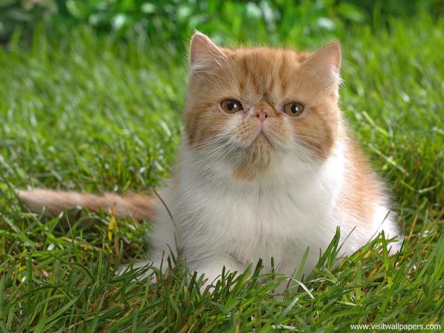 cat_268