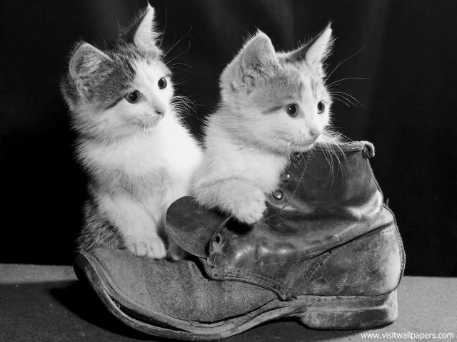 cat_270