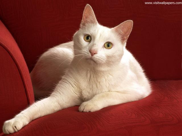 cat_271