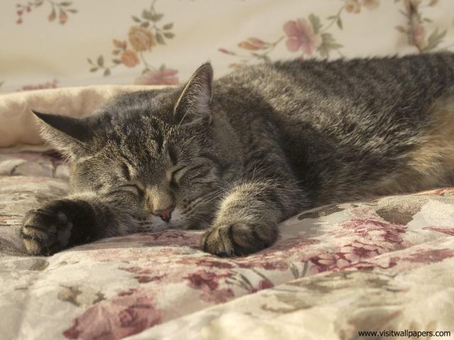 cat_276