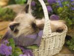 cat_278