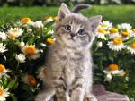 cat_279