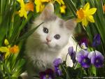 cat_284