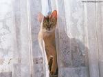 cat_285
