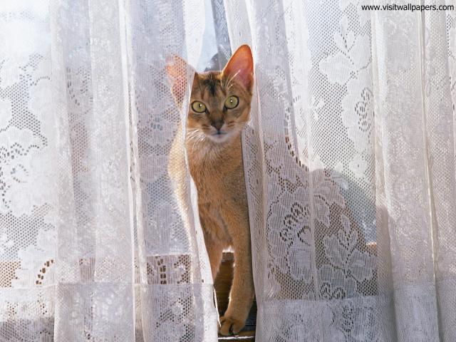 cat_285