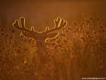 Animals_467
