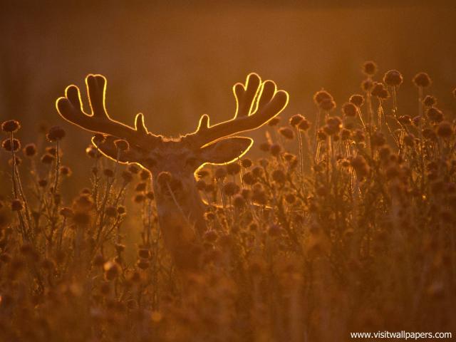 Animals_467