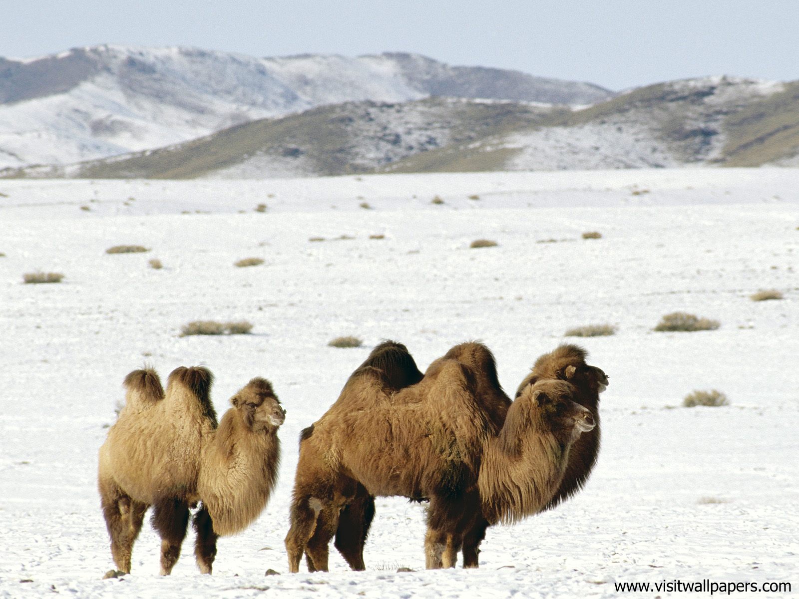Animals_468